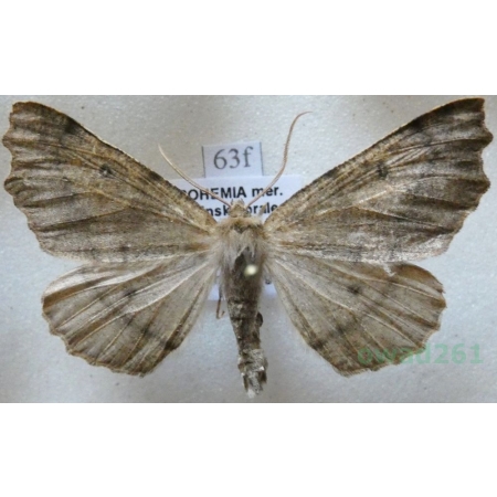 Odontopera bidentata (Clerck, 1759) male Ciośnik dwuzębiak Czech63f